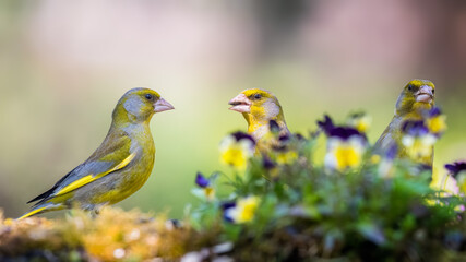 European greenfinch