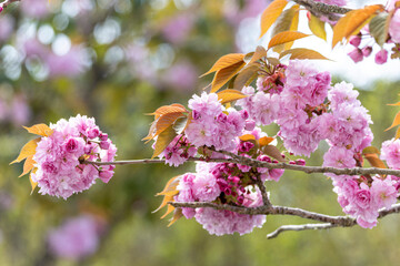 Cherry blossom during springtime