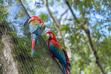 Parrots at tropical forest in natural conditions