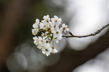 Blüten der Felsenbirne