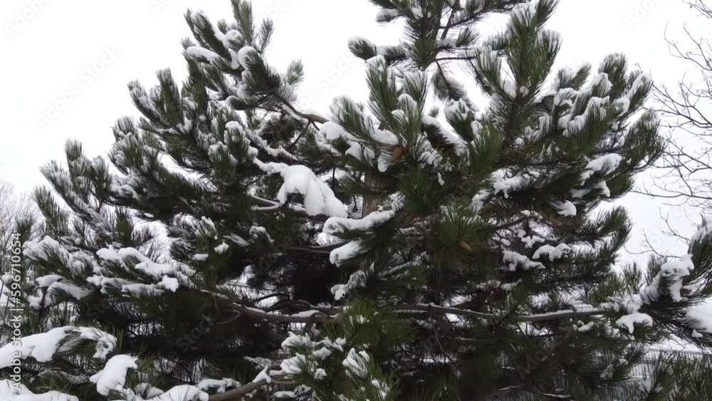 Poster cloudy grey sky and snow covered pine tree - shot from drone in vertical movement with an upward mov