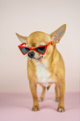 A red chihuahua dog in stylish sunglasses with red frames on a pink background. Sale, advertising, discount, special offer, optics stores, business. Copy space for text
