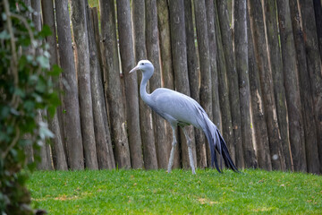 The Blue Crane, Grus paradisea, is an endangered bird specie.