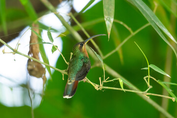 Rufous-breasted Hermit hummingbird, Glaucis hirsutus, perched on a small twig in the rainforest of Trinidad and Tobago.