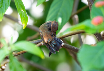 Baby Ruby Topaz hummingbird, Chrysolampis mosquitus, cleaning its feathers in a shaded tree.
