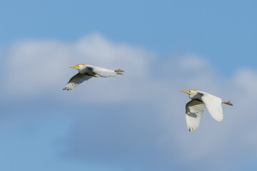 Cattle egrets in flight