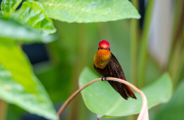 Beautiful and glittering gold Ruby Topaz hummingbird perched in a plant in a garden.