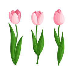 Tulips flowers set. Floral plants with pink petals. Botanical vector illustration on isolated background.