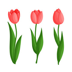 Tulips flowers set. Floral plants with red petals. Botanical vector illustration on isolated background.