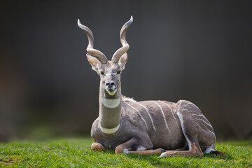 Lesser Kudu perched in the gras