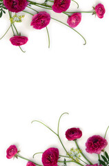 Pink flowers buttercups on a white background with space for text. Top view, flat lay