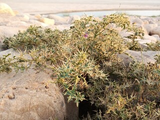 flowers on the stones