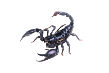 Emperor Scorpion, Pandinus imperator isolated on transparent background with clipping path, single scorpion with clipping path and alpha channel. foliage in summer for both printing and web pages.