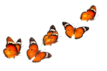 Beautiful monarch butterfly isolated on white background. Set of Big Monarch butterflies, isolated on white background. Tawny Coster (Acraea violae) Acraea terpsicore.