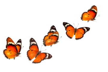 Foto op Plexiglas Beautiful monarch butterfly isolated on white background. Set of Big Monarch butterflies, isolated on white background. Tawny Coster (Acraea violae) Acraea terpsicore. © Gan