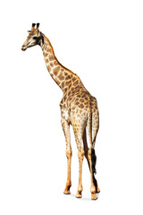 Somali Giraffe, commonly known as Reticulated Giraffe, Giraffa camelopardalis reticulata, 2 and a half years old standing against white background.clipping path.