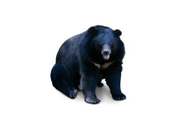 Fototapeta premium asiatic black bear (ursus, thibetanus) isolated on white background.clipping path.