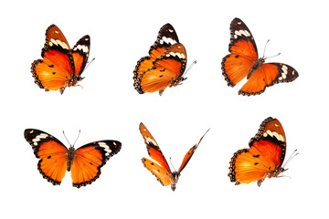 Fototapeta na wymiar Beautiful monarch butterfly isolated on white background. Set of Big Monarch butterflies, isolated on white background. Tawny Coster (Acraea violae) Acraea terpsicore.