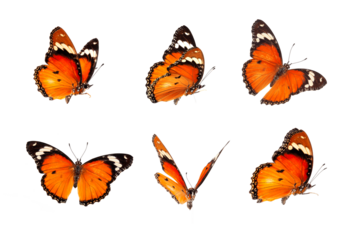 Beautiful monarch butterfly isolated on white background. Set of Big Monarch butterflies, isolated on white background. Tawny Coster (Acraea violae) Acraea terpsicore.
