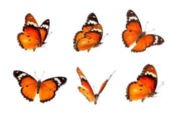 Foto op Plexiglas Beautiful monarch butterfly isolated on white background. Set of Big Monarch butterflies, isolated on white background. Tawny Coster (Acraea violae) Acraea terpsicore. © Gan