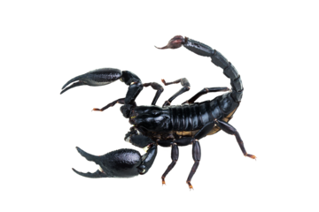 Emperor Scorpion, Pandinus imperator isolated on transparent background with clipping path, single scorpion with clipping path and alpha channel. foliage in summer for both printing and web pages.