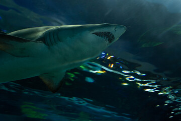 Fototapeta premium Shark in the Water