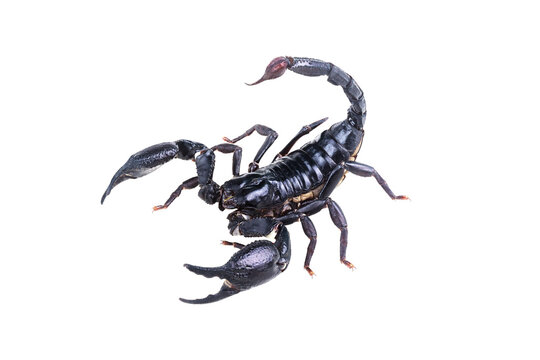 Emperor Scorpion, Pandinus imperator isolated on transparent background with clipping path, single scorpion with clipping path and alpha channel. foliage in summer for both printing and web pages.