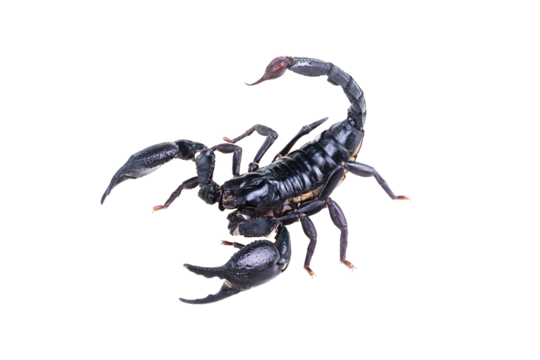 Emperor Scorpion, Pandinus imperator isolated on transparent background with clipping path, single scorpion with clipping path and alpha channel. foliage in summer for both printing and web pages.