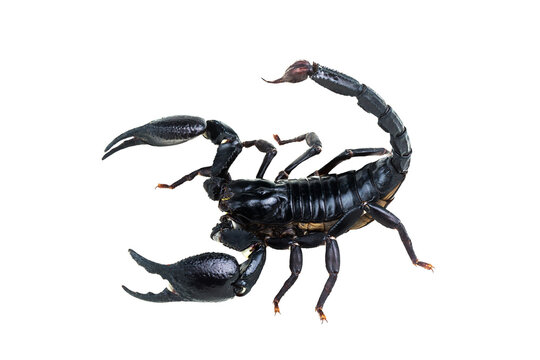 Emperor Scorpion, Pandinus imperator isolated on transparent background with clipping path, single scorpion with clipping path and alpha channel. foliage in summer for both printing and web pages.