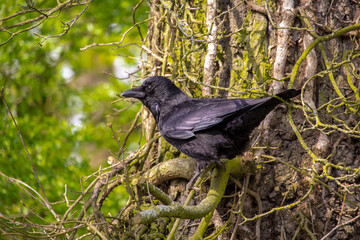 The black crow is on the tree.