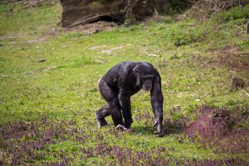 Captive Chimpanzees in Outdoor Habitat