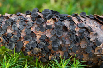 Fototapeta premium Inedible mushroom Rutstroemia bulgarioides on the spruce cone. Group of small black mushrooms in the spruce forest.