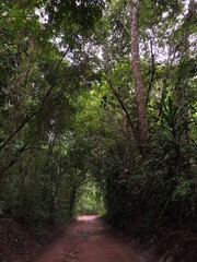 reserva sapiranga- bahia brasil