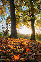Golden autumn fall October in famous Munich relax place - Englishgarten. Munchen, Bavaria, Germany