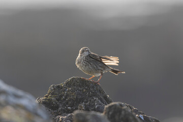 European Rock Pipit Anthus petrosus sitting and feeding on Brittany Coast