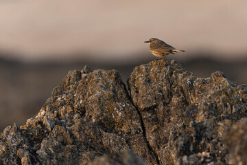 European Rock Pipit Anthus petrosus sitting and feeding on Brittany Coast