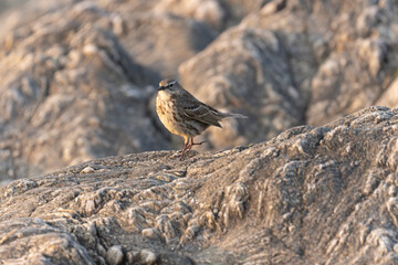 European Rock Pipit Anthus petrosus sitting and feeding on Brittany Coast