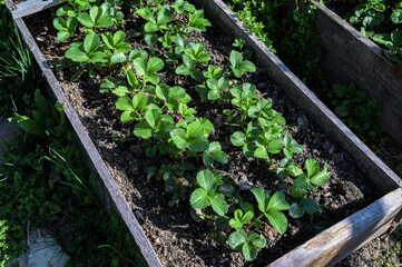 Close up view of blooming strawberries in pallet collars in garden.