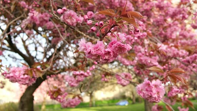 EDINBURGH, SCOTLAND, UK - APRIL 24, 2023: Pink sakura cherry blossom and green lawn in spring in Edinburgh, UK - 4K, Handheld, Medium shot