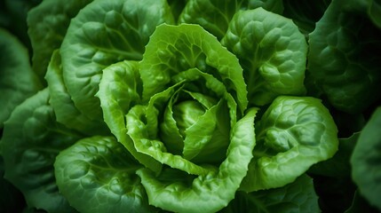 Obraz premium close-up of a green lettuce