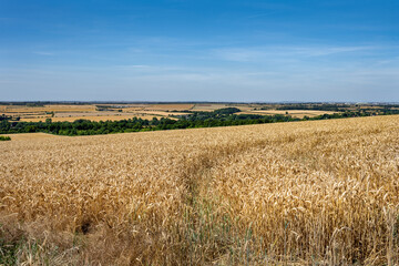 View of cereal fields in Wiltshire on a summer afternoon, England