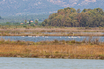 Flamingos at the lake