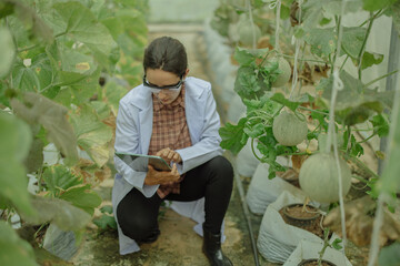 Agricultural researchers develop crop calendars and workflows to enhance melon production. Grades, organizes, selects, and picks them depending on their size and freshness. Strict quality control.