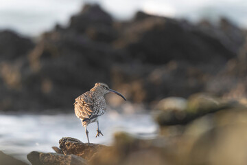 Eurasian Whimbrel Numenius phaeopus on rocky seashore in Brittany