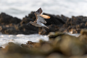 Eurasian Whimbrel Numenius phaeopus on rocky seashore in Brittany