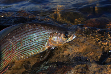 grayling fish on the rocks
