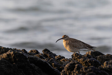 Eurasian Whimbrel Numenius phaeopus on rocky seashore in Brittany