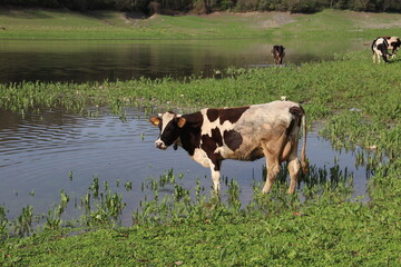 grazing cows and lake view in the meadow