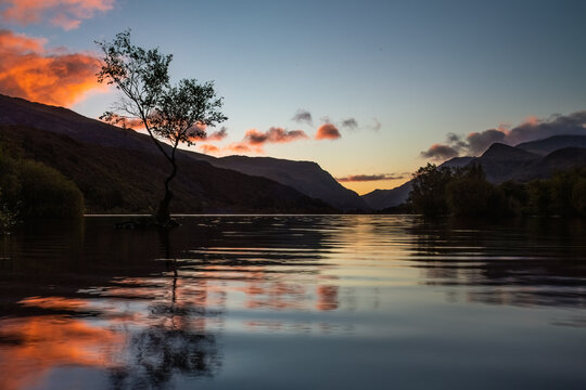 The Lonely Tree Llyn Padarn Llanberis