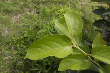 Obraz premium Persimmon tree leaves in summer.